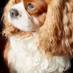 rsz_img-20220723-wa0003_1